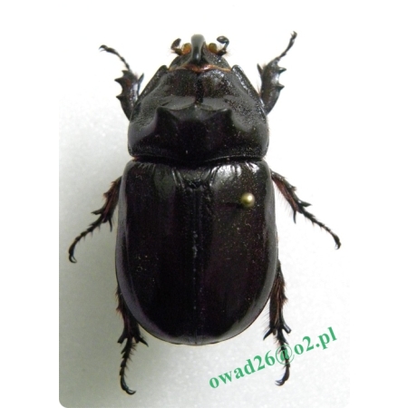 Oryctes nasicornis (Linnaeus, 1758) male Rohatyniec nosorożec